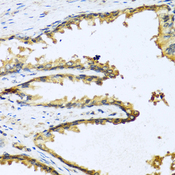 GNRH Antibody - Immunohistochemistry of paraffin-embedded human prostate.