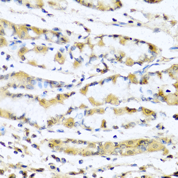 GNRH Antibody - Immunohistochemistry of paraffin-embedded human stomach tissue.