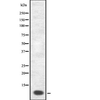 GNRH Antibody - Western blot analysis GnRH I using COS7 whole cells lysates