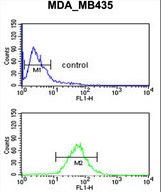 GNRH2 Antibody - GNRH2 Antibody flow cytometry of MDA-MB435 cells (bottom histogram) compared to a negative control cell (top histogram). FITC-conjugated goat-anti-rabbit secondary antibodies were used for the analysis.