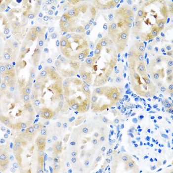 GNRH2 Antibody - Immunohistochemistry of paraffin-embedded rat kidney tissue.
