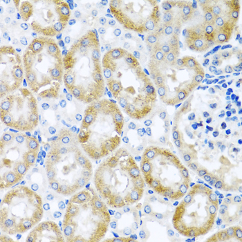 GNRH2 Antibody - Immunohistochemistry of paraffin-embedded mouse kidney tissue.