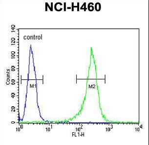 GNS Antibody - GNS Antibody (Center S298) flow cytometry of NCI-H460 cells (right histogram) compared to a negative control cell (left histogram). FITC-conjugated goat-anti-rabbit secondary antibodies were used for the analysis.