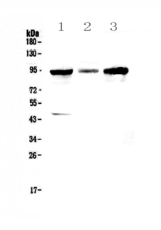 GNS Antibody - Western blot - Anti-GNS Picoband antibody