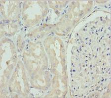 GNS Antibody - Immunohistochemistry of paraffin-embedded human kidney tissue at dilution 1:100