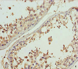 GNS Antibody - Immunohistochemistry of paraffin-embedded human testis tissue at dilution 1:100