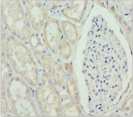 GNS Antibody - Immunohistochemistry of paraffin-embedded human kidney tissue at dilution 1:100