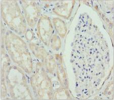 GNS Antibody - Immunohistochemistry of paraffin-embedded human kidney tissue at dilution 1:100