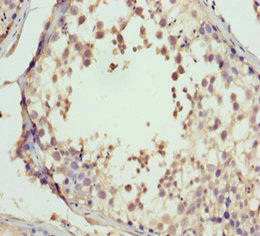 GNS Antibody - Immunohistochemistry of paraffin-embedded human testis tissue at dilution 1:100