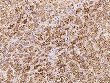 GNS Antibody - Immunochemical staining of human GNS in human adrenal gland with rabbit polyclonal antibody at 1:1000 dilution, formalin-fixed paraffin embedded sections.