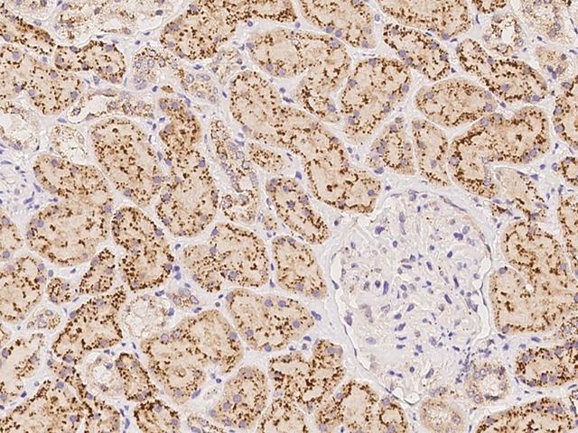 GNS Antibody - Immunochemical staining of human GNS in human kidney with rabbit polyclonal antibody at 1:1000 dilution, formalin-fixed paraffin embedded sections.