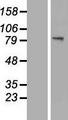 GNS Protein - Western validation with an anti-DDK antibody * L: Control HEK293 lysate R: Over-expression lysate