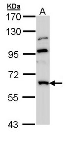 GNT-III / MGAT3 Antibody - Sample (30 ug of whole cell lysate). A: Hep G2. 7.5% SDS PAGE. GNT-III / MGAT3 antibody diluted at 1:1000.