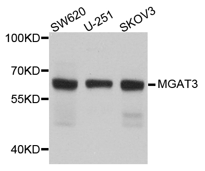 GNT-III / MGAT3 Antibody - Western blot analysis of extract of various cells.