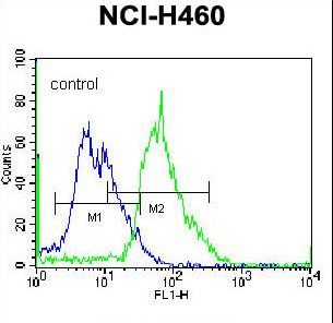 GNT-V / MGAT5 Antibody - MGAT5 Antibody flow cytometry of NCI-H460 cells (right histogram) compared to a negative control cell (left histogram). FITC-conjugated donkey-anti-rabbit secondary antibodies were used for the analysis.