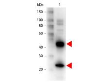 Armenian Hamster IgG Antibody - Western blot of Biotin conjugated Goat anti-Armenian Hamster IgG antibody. Lane 1: Armenian Hamster IgG. Lane 2: none. Load: 50 ng per lane. Primary antibody: Armenian Hamster IgG Biotin conjugated antibody at 1:1000 for overnight at 4C. Secondary antibody: HRP Streptavidin secondary antibody at 1:40000 for 30 min at RT. Block: MB-070 for 30 min at RT. Predicted/Observed size: 55 kDa, 28 kDa for Human IgG. Other band(s): none. This image was taken for the unconjugated form of this product. Other forms have not been tested.