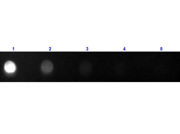 Cat IgG Fc Antibody - Dot Blot of Anti-CAT IgG F(c ) (GOAT) Antibody Fluorescein Conjugated. Lane 1: 100 ng Cat F(c). Lanes 2-5: serial dilution 3 fold. Primary Antibody: none. Secondary Antibody: Goat Anti-Cat IgG F(c ) Antibody FITC at 1:1000 dilution at RT for 60 minutes.