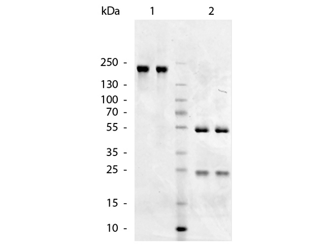 Chicken IgM Antibody - SDS-Page of Goat anti-Chicken IgM (Mu Chain) antibody. Lane 1: Gt-a-Chicken IgM Antibody - Non-Reduced. Lane 2: Gt-a-Chicken IgM Antibody - Reduced. Load: 1.0 ug per lane. Predicted/Observed size: 50 kDa, 25 kDa for Reduced - Goat IgG. Other band(s): none.