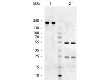 Chicken IgM Antibody - SDS-Page of Goat anti-Chicken IgM (Mu Chain) antibody. Lane 1: Gt-a-Chicken IgM Antibody - Non-Reduced. Lane 2: Gt-a-Chicken IgM Antibody - Reduced. Load: 1.0 ug per lane. Predicted/Observed size: 50 kDa, 25 kDa for Reduced - Goat IgG. Other band(s): none.