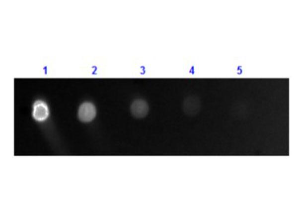 Dog IgG Antibody - Dot Blot results of Goat Anti-Dog IgG Antibody Fluorescein Conjugate. Dots are Dog IgG: (1) 100ng, (2) 33.3ng, (3) 11.1ng, (4) 3.70ng, (5) 1.23ng. Primary Antibody: none. Secondary Antibody: Goat Anti-Dog IgG Antibody FITC at 1ug/mL in