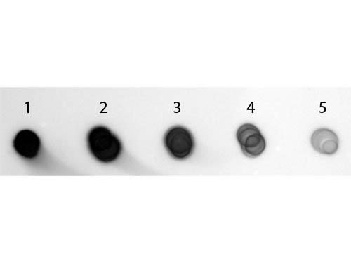 Guinea Pig IgG Antibody - Dot Blot of Goat anti-Guinea Pig IgG Antibody (Min X 10) Alkaline Phosphatase Conjugated. Antigen: Guinea Pig IgG. Load: Lane 1 - 200 ng Lane 2 - 66.67 ng Lane 3 - 22.22 ng Lane 4 - 7.41 ng Lane 5 - 2.47 ng. Primary antibody: none. Secondary antibody: Goat anti-Guinea Pig IgG Antibody (Min X 10) Alkaline Phosphatase Conjugated at 1:1,000 for 60 min at RT.