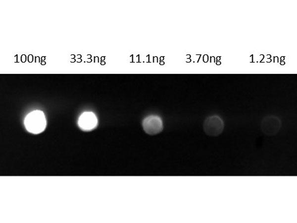 Guinea Pig IgG Antibody - Dot Blot results of Goat Anti-Guinea Pig IgG Antibody Fluorescein Conjugate. Dots are Guinea Pig IgG: (1) 100ng, (2) 33.3ng, (3) 11.1ng, (4) 3.70ng, (5) 1.23ng. Primary Antibody: none. Secondary Antibody: Goat Anti-Guinea Pig IgG Antibody FITC at 1ug/mL in