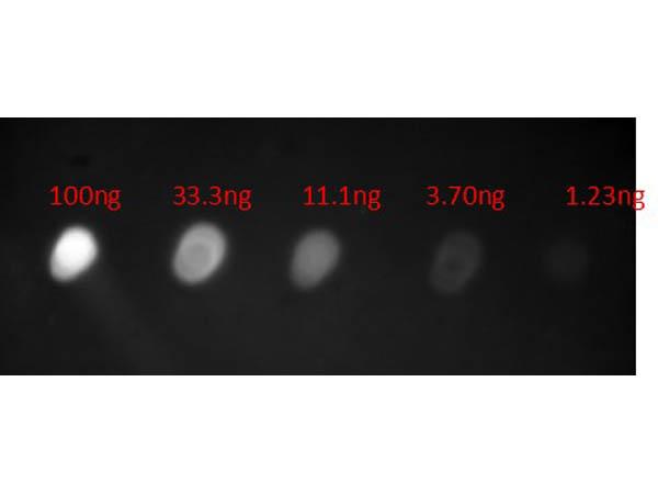 Human IgA Antibody - Dot Blot of Anti-HUMAN IgA (alpha chain) (GOAT) Antibody Fluorescein Conjugated. Lane 1: 100ng. Lane 2: 33.3ng. Lane 3: 11.1ng. Lane 4: 3.70ng. Lane 5: 1.23ng. Secondary Antibody: Gt-a-Hu IgA at 1µg/mL.