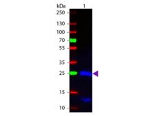 Human IgG Fab'2 Antibody - Western blot of Fluorescein conjugated Goat F(ab’)2 Anti-Human IgG F(ab’)2 Pre-Adsorbed secondary antibody. Lane 1: Human Fab2. Lane 2: None. Load: 50 ng per lane. Primary antibody: None. Secondary antibody: Fluorescein goat secondary antibody at 1:1,000 for 60 min at RT. Predicted/Observed size: 25 kDa, 25 kDa for Human IgG F(ab’)2. Other band(s): None.