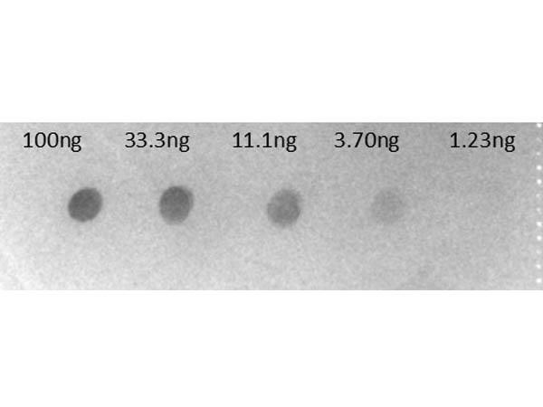 Human IgG Fc Antibody - Dot Blot of Goat F(ab')2 Anti-HUMAN IgG F(c) Alkaline Phosphatase Conjugated Antibody Min X Bv Hs Ms & Rt Serum Proteins. Lane 1: 100ng hu IgG. Lane 2: 33.3ng hu IgG. Lane 3: 11.1ng hu IgG. Lane 4: 3.70ng hu IgG. Lane 5: 1.23ng hu IgG. Secondary Antibody: Gt-F(ab')2 anti-Hu IgG Fc Alk Phos at 1µg/mL.