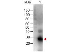Human IgG Fc Antibody - Western Blot - F(ab)2 Human IgG F(c) Antibody Biotin Conjugated Pre-Adsorbed. Western Blot of Goat anti-F(ab)2 Human IgG F(c) Antibody Biotin Conjugated Pre-Adsorbed Lane 1: Human Fc Load: 100 ng per lane Primary Antibody: F(ab)2 Human IgG F(c) Antibody Biotin Conjugated Pre-Adsorbed at 1:1000 for 60 min RT Secondary antibody: HRP Conjugated Streptavidin at 1:40000 for 30 min at RT Block: MB-070 for 30 min at RT Predicted/Observed Size: 28 kD/28 kD.