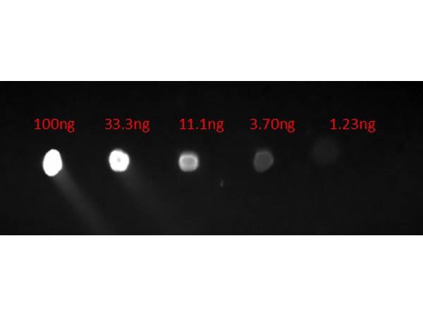Human IgG Fc Antibody - Dot Blot of Goat Anti-HUMAN IgG F(c) Fluorescein Conjugated Antibody. Lane 1: 100ng. Lane 2: 33.3ng. Lane 3: 11.1ng. Lane 4: 3.7ng. Lane 5: 1.23ng. Secondary Antibody: Goat Anti-Human F(c) FITC 1µg/mL.