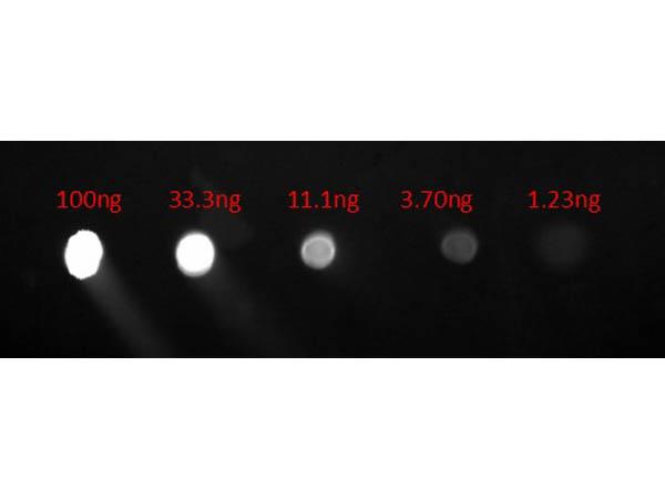 Human IgG Fc Antibody - Dot Blot of Goat anti-Human IgG F(c) Fluorescein Conjugated Antibody. Lane 1: 100ng. Lane 2: 33.3ng. Lane 3: 11.1ng. Lane 4: 3.7ng. Lane 5: 1.23ng. Secondary Antibody: Gt a-Hu IgG F(c) FITC at 1µg/mL.