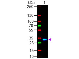Human IgG Fc Antibody - Western Blot - F(ab)2 HUMAN IgG F(c) Antibody Fluorescein Conjugated Pre-Adsorbed. Western Blot of Goat anti-F(ab)2 HUMAN IgG F(c) Antibody Fluorescein Conjugated Pre-Adsorbed Lane 1: Human Fc Load: 50 ng per lane Secondary antibody: F(ab)2 HUMAN IgG F(c) Antibody Fluorescein Conjugated Pre-Adsorbed at 1:1000 for 60 min at RT Block: MB-070 for 30 min at RT.