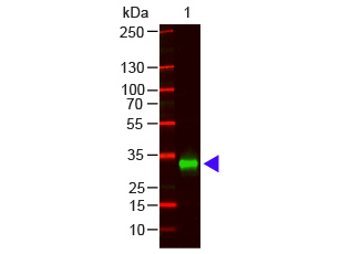 Human IgG Fc Antibody - F(ab)2 Human IgG F(c) Antibody Pre-Adsorbed - Western Blot. Western blot of Goat anti-F(ab)2 Human IgG F(c) Antibody Pre-Adsorbed Lane 1: Human IgG F(c) Load: 100 ng per lane Primary antibody: F(ab)2 Human IgG F(c) Antibody Pre-Adsorbed at 1:1000 o/n at 4C Secondary antibody: DyLight 800 Donkey anti-goat at 1:20000 for 30 min at RT Block: MB-070 for 30 min at RT Predicted/Observed size: 28 kD, 28 kD. This image was taken for the unmodified form of this product. Other forms have not been tested.