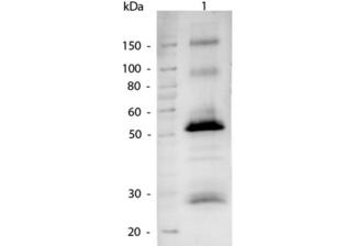 Human IgG Antibody - Western Blot of Alkaline Phosphatase conjugated Goat anti-Human IgG antibody. Lane 1: Human IgG. Lane 2: none. Load: 50 ng per lane. Primary antibody: none. Secondary antibody: Alkaline Phosphatase Human secondary antibody at 1:1,000 o/n at 4°C.