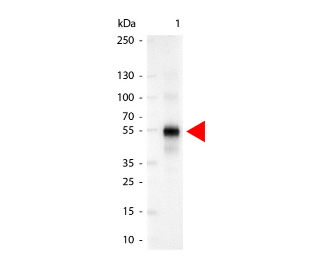 Human IgG Antibody - Western Blot of Alkaline Phosphatase Conjugated Goat anti-Human IgG Gamma Chain antibody. Lane 1: Human IgG. Lane 2: none. Load: 50 ng per lane. Primary antibody: none. Secondary antibody: Alkaline Phosphatase human secondary antibody at 1:1000 for 60 min at RT. Block: MB-070 for 30 min RT. Predicted/Observed size: 55 kDa for Human IgG Gamma Chain. Other band(s): none. This image was taken for the unconjugated form of this product. Other forms have not been tested.