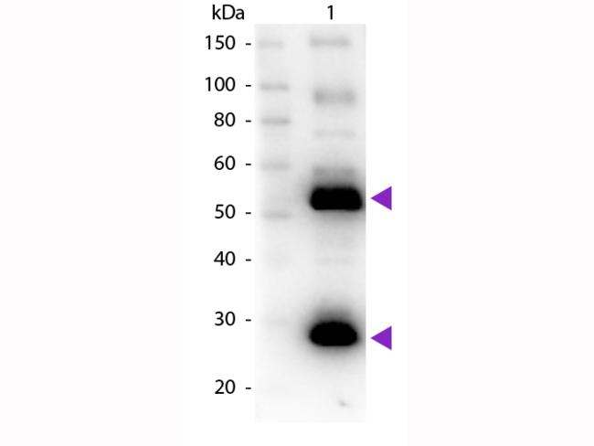 Human IgG Antibody - Western Blot of Goat anti-Human IgG Pre-Adsorbed Biotin Conjugated Secondary Antibody. Lane 1: Human IgG. Lane 2: None. Load: 50 ng per lane. Primary antibody: Biotin conjugated goat anti-Human IgG 1:1,000 for 60 min at RT. Secondary antibody: Peroxidase Streptavidin secondary antibody at 1:40,000 for 30 min at RT.