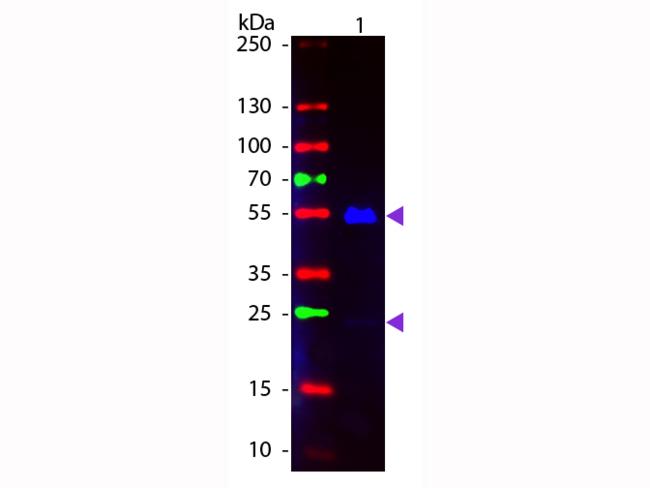 Human IgG Antibody - Western Blot of Fluorescein conjugated Goat anti-Human IgG secondary antibody. Lane 1: Human IgG. Lane 2: none. Load: 50 ng per lane. Primary antibody: none. Secondary antibody: Fluorescein goat secondary antibody at 1:1,000 for 60 min at RT.