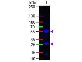Human IgG Antibody - Western Blot - Fab Human IgG (H&L) Antibody Fluorescein Conjugated. Western Blot of Goat anti-Fab Human IgG (H&L) Antibody Fluorescein Conjugated Lane 1: Human IgG Load: 50 ng per lane Secondary antibody: Fab Human IgG (H&L) Antibody Fluorescein Conjugated at 1:1000 for 60 min at RT Block: MB-070 for 30 min at RT Predicted/Observed size: 55 and 28 kD, 55 and 28 kD.