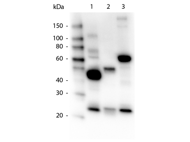 Human IgG Antibody - Western blot of Goat anti-Human IgG, IgA, IgM Peroxidase Conjugated Antibody. Lane 1: Human IgG. Lane 2: Human IgA. Lane 3: Human IgM. Load: 50 ng per lane. Primary antibody: None. Secondary antibody: Peroxidase goat secondary antibody at 1:1000 for 60 min at RT. Block: MB-070 for 30 min RT. Predicted/Observed size: Appropriate banding pattern for Human IgG, IgA, and IgM is shown. Other band(s): Splice variants and isoforms. This image was taken for the unconjugated form of this product. Other forms have not been tested.