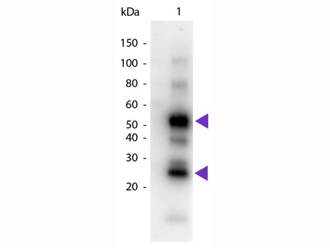 Human IgG Antibody - Western Blot of Goat anti-Human IgG Pre-Adsorbed Peroxidase Conjugated Secondary Antibody. Lane 1: Human IgG. Lane 2: None. Load: 50 ng per lane. Primary antibody: None. Secondary antibody: Peroxidase goat secondary antibody at 1:1,000 for 60 min at RT.