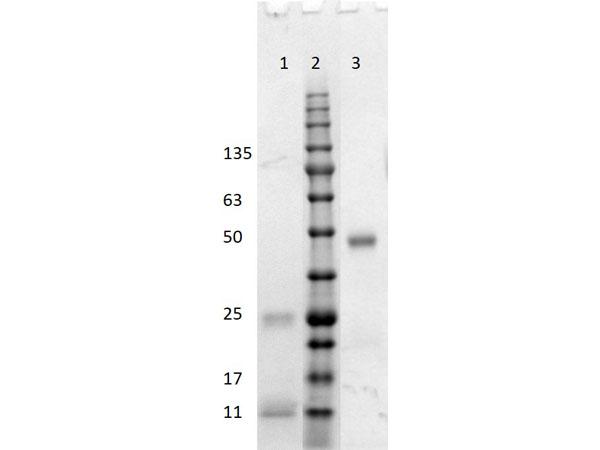 Human IgG Antibody - SDS-PAGE results of Goat Fab Anti-Human IgG (H&L) Antibody. Lane 1: reduced Fab anti-Human. Lane 2: Opal Prestained Ladder - MB-Lane 3: non-reduced Fab anti-Human. Load: 1.0ug. 4-20% Lonza SDS-PAGE