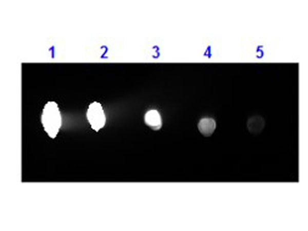 Human IgG Antibody - Dot Blot results of Goat F(ab')2 Anti-Human IgG Antibody Phycoerythrin Conjugated. Dots are Human IgG at (1) 100ng, (2) 33.3ng, (3) 11.1ng, (4) 3.70ng, (5) 1.23ng. Primary Antibody: none. Secondary Antibody: Goat F(ab')2 Anti-Human IgG Antibody RPE at 1µg/mL for 1hr at RT.