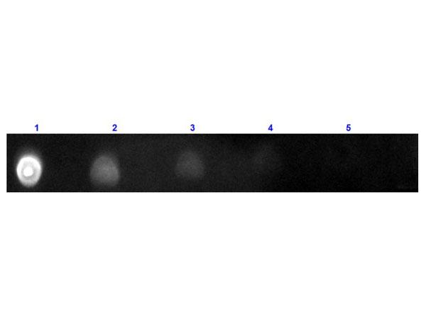 Human IgG Antibody - Dot Blot results of Goat F(ab')2 Anti-Human IgG Antibody Texas Red™ Conjugated. Dots are Human IgG at (1) 100ng, (2) 33.3ng, (3) 11.1ng, (4) 3.70ng, (5) 1.23ng. Primary Antibody: Goat F(ab')2 Anti-Human IgG Antibody Texas Red™ at 1µg/mL for 1hr at RT. Secondary Antibody: none.