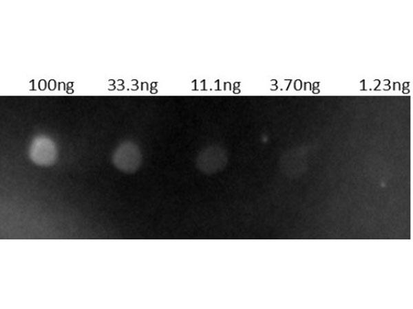 Human IgG Antibody - Dot Blot results of Goat Anti-Human IgG Antibody Rhodamine Conjugate. Dots are Human IgG: (1) 100ng, (2) 33.3ng, (3) 11.1ng, (4) 3.70ng, (5) 1.23ng. Primary Antibody: none. Secondary Antibody: Goat Anti-Human IgG Antibody TRITC at 1ug/mL in