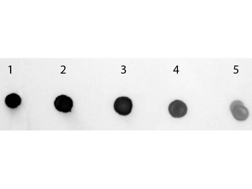 Human IgM Antibody - Dot Blot of Goat anti-Human IgM (mu chain) Antibody Alkaline Phosphatase Conjugated. Antigen: Human IgM. Load: Lane 1 - 200 ng Lane 2 - 66.67 ng Lane 3 - 22.22 ng Lane 4 - 7.41 ng Lane 5 - 2.47 ng. Primary antibody: none. Secondary antibody: Goat anti-Human IgM (mu chain) Antibody Alkaline Phosphatase Conjugated at 1:1,000 for 60 min at RT.