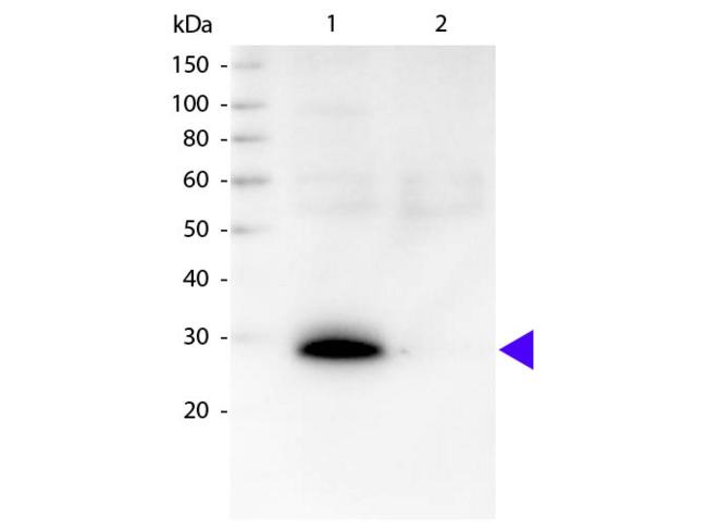 Human Kappa Light Chain Antibody - Western blot of Biotin conjugated Goat Anti-Human ? secondary antibody. Lane 1: Human ?. Lane 2: Human ?. Load: 50 ng per lane. Primary antibody: None. Secondary antibody: Biotin rabbit secondary antibody at 1:1,000 for 60 min at RT. Predicted/Observed size: 28 kDa, 28 kDa for Human ?. Other band(s): None.