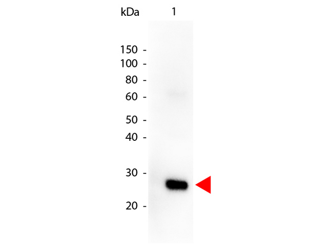 Human Lambda Light Chain Antibody - Western Blot of Goat anti-HUMAN ? (lambda chain) Peroxidase Conjugated antibody. Lane 1: Human Lambda. Lane 2: None. Load: 50 ng per lane. Primary Antibody: None. Secondary antibody: Peroxidase goat secondary antibody at 1:1000 for 60 min at RT. Block: MB-070 for 30 min at RT. Predicted/Observed size: 28 kDa for Human Lambda. Other band(s): none. This image was taken for the unconjugated form of this product. Other forms have not been tested.