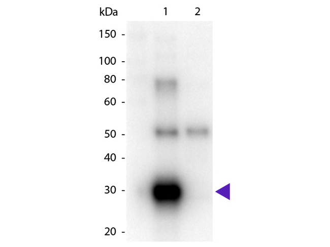 Human Lambda Light Chain Antibody - Western Blot of Goat anti-Human ? (Lambda chain) Peroxidase Conjugated Secondary Antibody. Lane 1: Human ?. Lane 2: Human ?. Load: 50 ng per lane. Primary antibody: None. Secondary antibody: Peroxidase goat secondary antibody at 1:1000 for 60 min at RT. Block: MB-070 for 30 min at RT. Predicted/Observed size: 28 kDa, 28 kDa for Human ?. Other band(s): Human ? splice variants and isoforms.