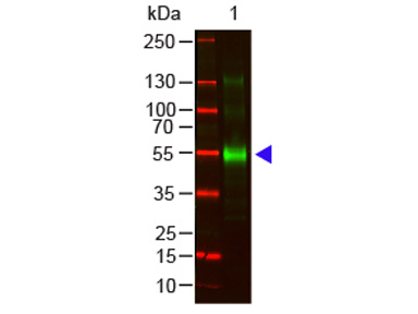 Monkey IgG Antibody - Western Blot - Monkey IgG gamma Antibody. Western blot of Goat anti-Monkey IgG gamma Antibody Lane 1: Monkey IgG Load: 100 ng per lane Primary antibody: Monkey IgG gamma Antibody at 1:1000 for overnight at 4C Secondary antibody: DyLight 800 Donkey anti-goat at 1:20000 for 30 min at RT Block: MB-070 for 30 min at RT Predicted/Observed size: 55 kD, 55 kD Other band(s): splice variants and isoforms.